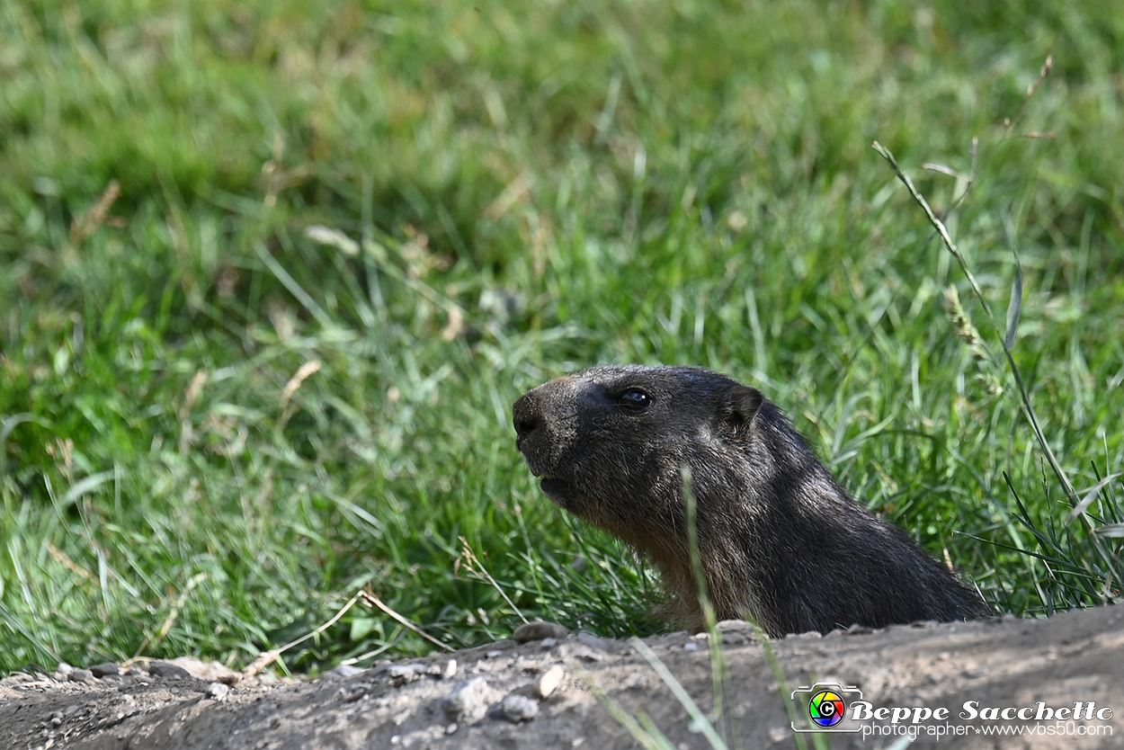 VBS_1 -  Plateau du Mont-Cenise, Grand Croix, Marmotte_-_0085 mt.jpg